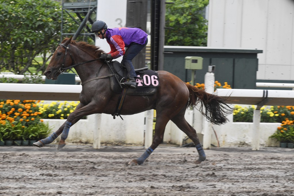 黃志祥的太太楊素瓊名下的「飛黃」(圖)，初出列陣第一場新馬賽。