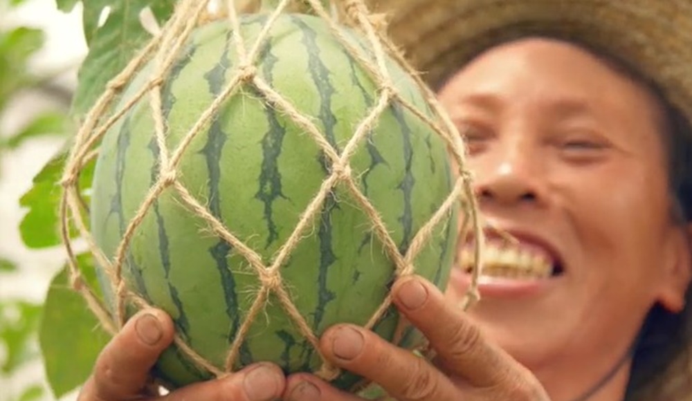 漁農自然護理署將舉行一年一度的本地有機西瓜節。漁護署影片截圖