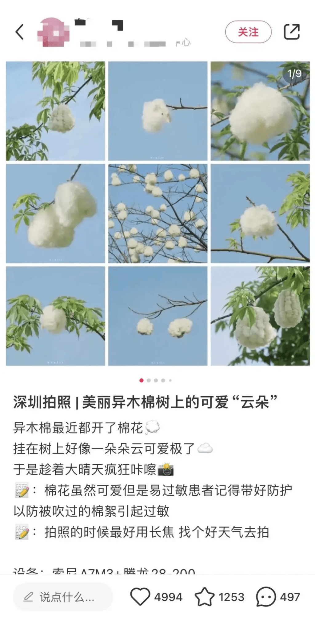 網民形容木棉果實有如一朵朵雲。