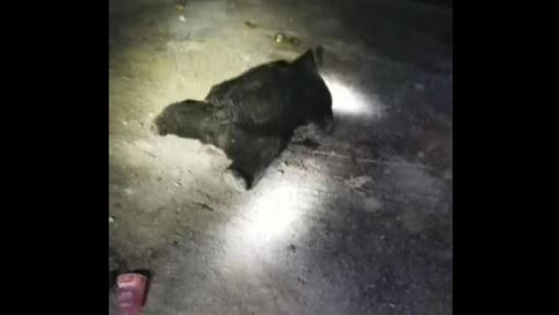 黑熊已被擊斃。網圖