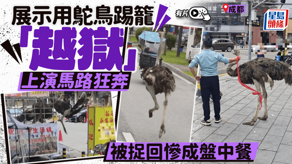 成都鴕鳥踢籠「越獄」  被捉回慘成盤中餐｜有片