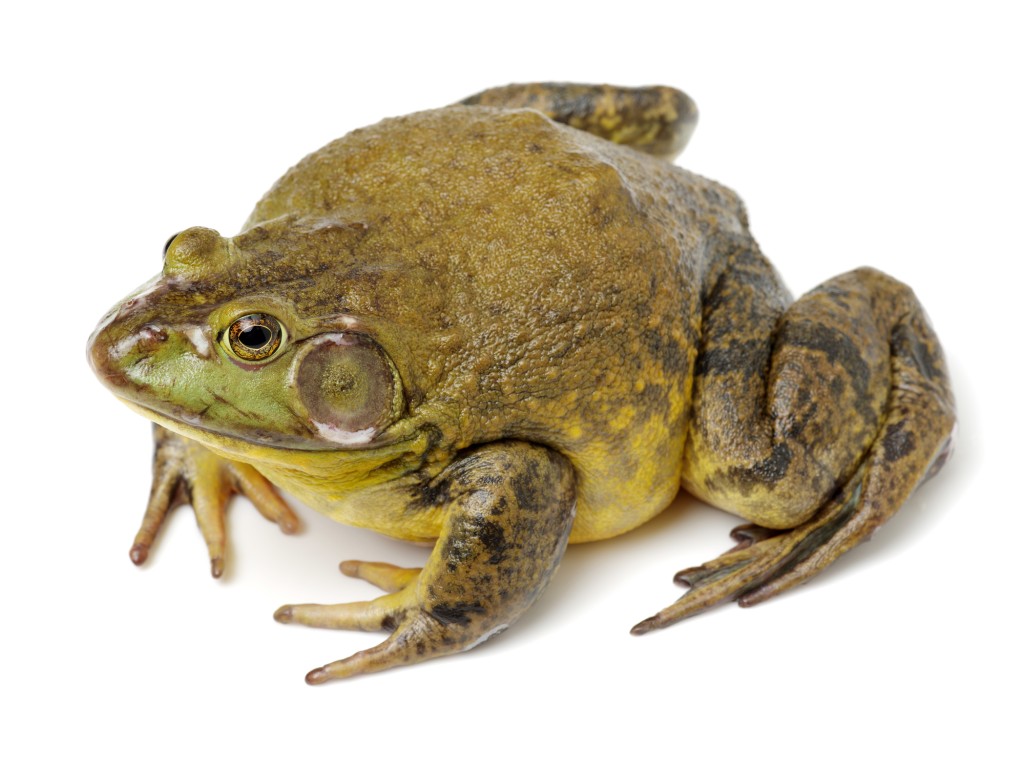 牛蛙（示意图，图片来源：iStock）