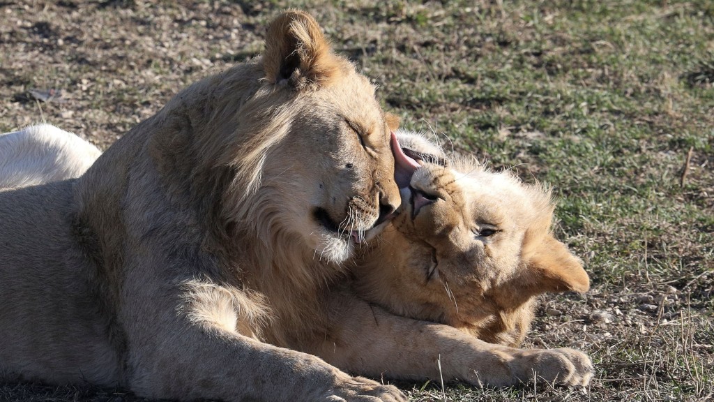 泰根野生動物園的獅子正在休息。 路透社