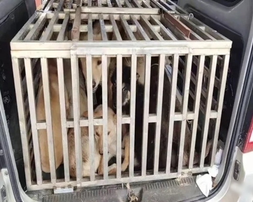 不法分子為了謀取利益,專門盜殺農村土狗,以獲私利。 網圖