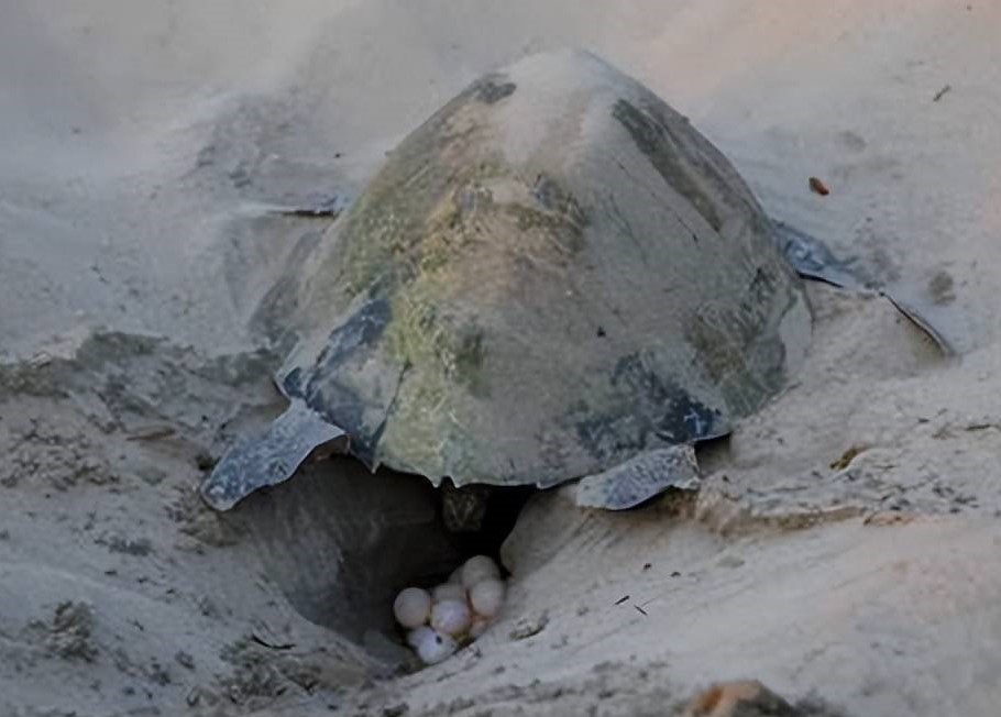 海龜在產卵後會直接離開，是為了將吸引捕食者的風險降至最低。