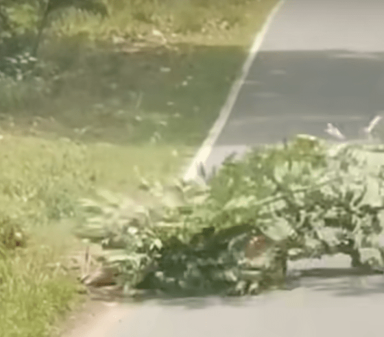 此时一名路过司机见状，随即停车并拾起树枝，走近拍打蛇身试图营救。