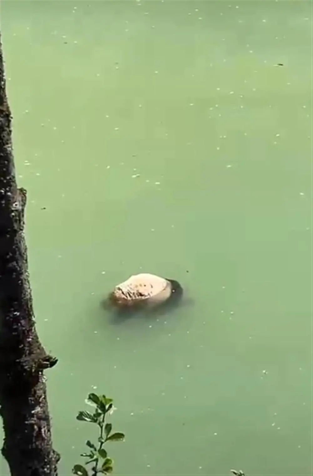 網傳圖片顯示，四川雅安河道發現幼年大熊貓浮屍。