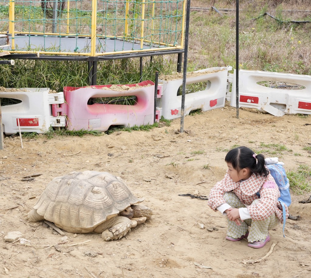 農莊內飼養了兩隻大陸龜。(圖片來源:《親子王》) 農莊內飼養了兩隻大陸龜。(圖片來源:《親子王》)