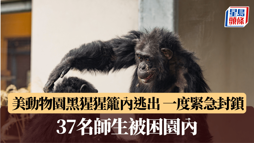 美國印第安納波利斯動物園，有黑猩猩由籠內逃出，園區一度緊急封閉。X @ Indianapolis Zoo 圖片