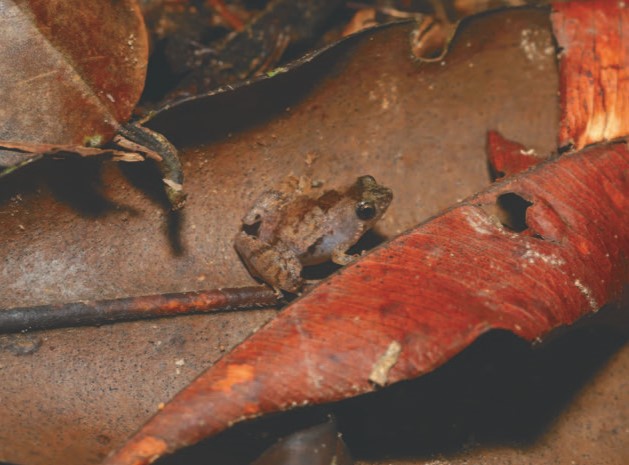 猪笼草小雨蛙 （Microhyla nepenthicola ）