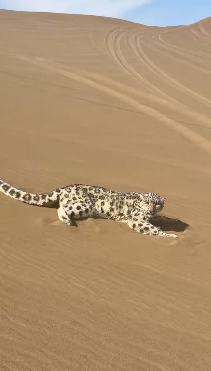 新疆沙漠罕见出现雪豹。抖音＠阿卜-浩雅沙行