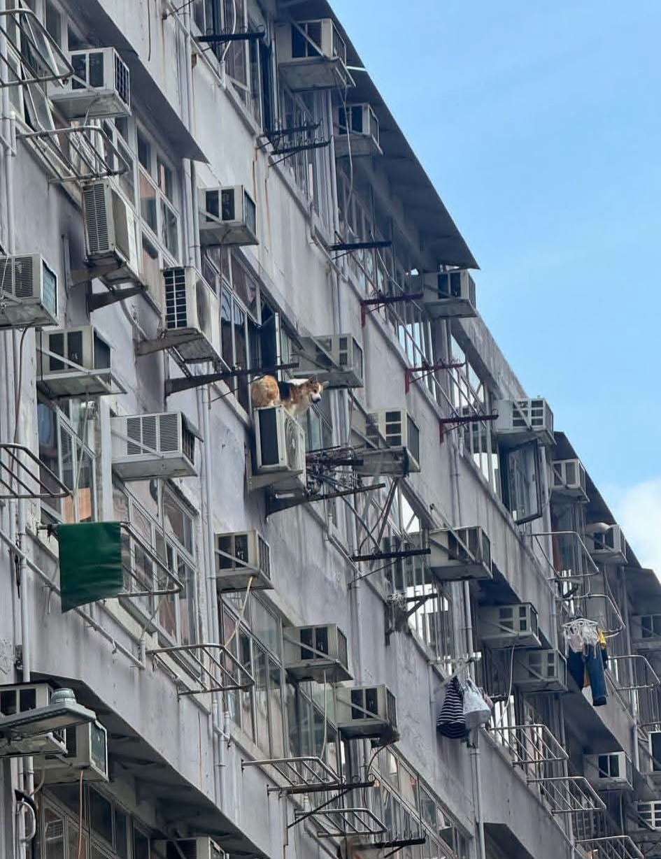 崇龄街一只哥基犬被发现身处窗外,险象环生。fb香港交通及突发事故报料区图片 崇龄街一只哥基犬被发现身处窗外,险象环生。fb香港交通及突发事故报料区图片