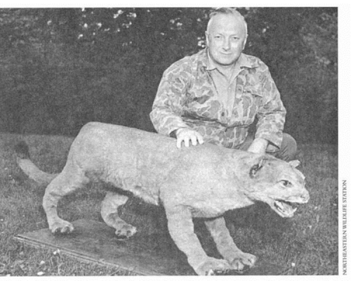 1938年，相信是北美美洲獅最後一次亮相於人類面前。美國魚類和野生動物管理局圖片