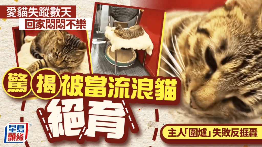 貓星人出外偷玩回家變殘缺  網民一事反批飼主缺德