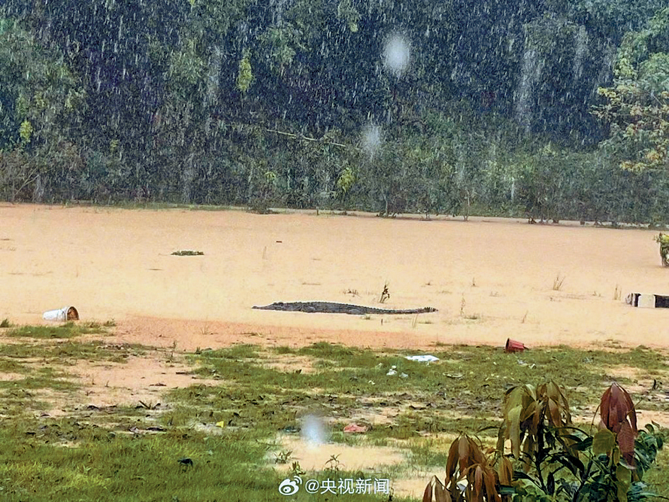廣東極端天氣頻生,中山有養殖場外牆崩塌,4隻鱷魚隨水逃出。