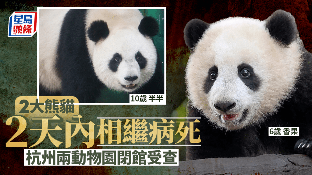 10歲「半半」6歲「香果」兩大熊貓2天內相繼病死  杭州兩動物園閉館受查