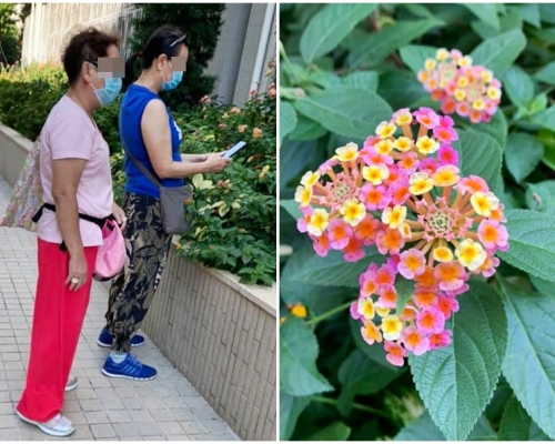 有將軍澳街坊表示，看到兩名大媽想搣走一些種在私人屋苑外的花。Facebook「將軍澳主場」圖片