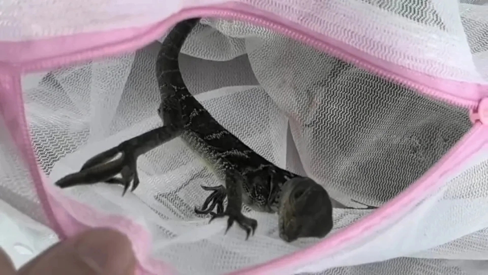 男子拱北口岸過關神色異常遭截查，50隻活體蜥蜴檢出。