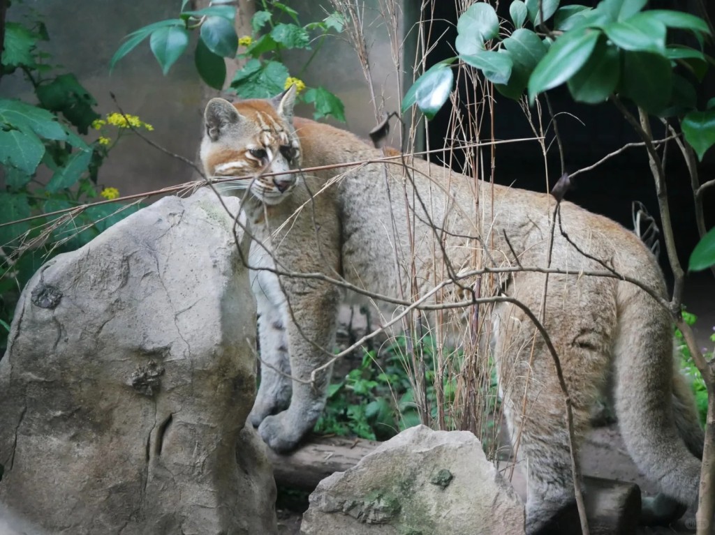 重慶金貓動物園明星動物「阿宅」離世，許多網民在網上悼念。