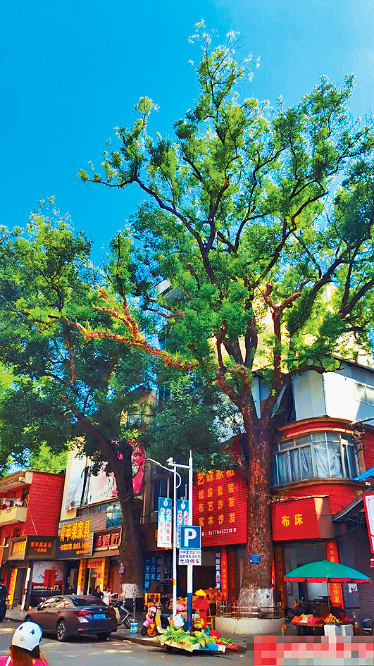 廣西一棵古樟樹遭多次投毒，一側枝葉已明顯枯黃。