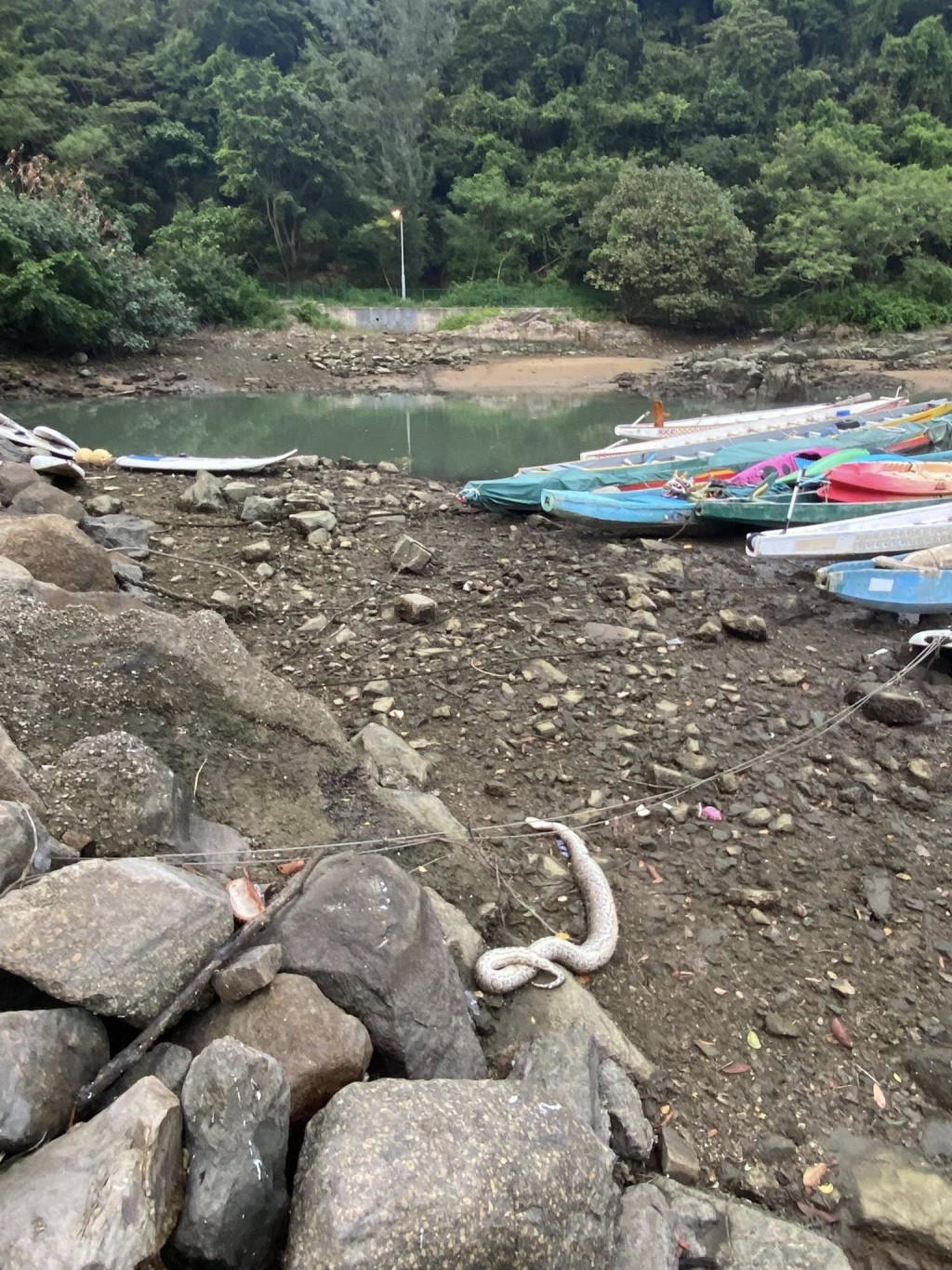 樓主昨日(12日)在facebook群組 「將軍澳主場」上載多張灣畔徑的 相片,指「剛剛散步,見到清水灣 半島碼頭有大蟒蛇屍體」。fb「將軍澳主場」截圖 樓主昨日(12日)在facebook群組 「將軍澳主場」上載多張灣畔徑的 相片,指「剛剛散步,見到清水灣 半島碼頭有大蟒蛇屍體」。fb「將軍澳主場」截圖