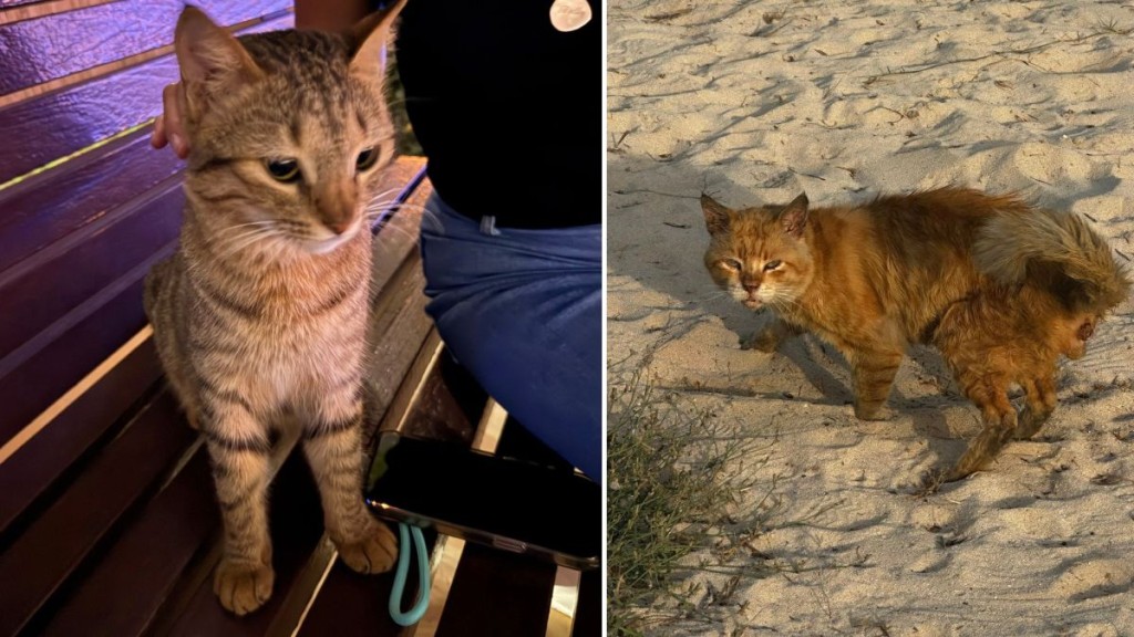 facebook專頁「Save Dubai's Animals!」亦貼出無數在杜拜待救的動物。