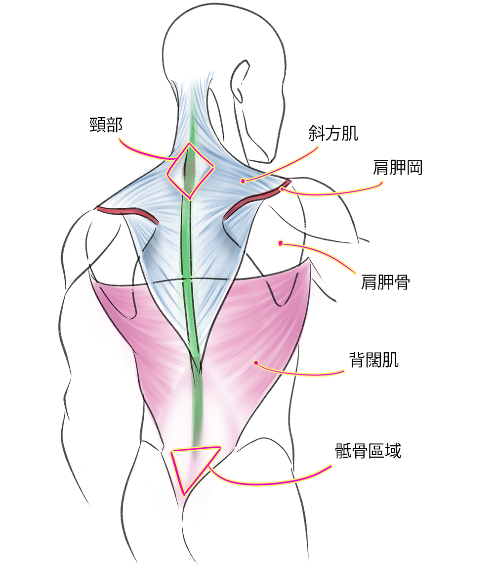 骶骨具有連接上下身和身體重量支撐的功能。