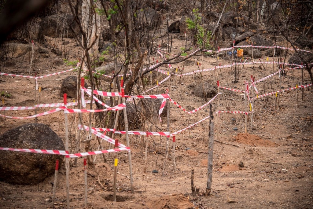 經訓練的非洲巨鼠能快速找出地雷。X@herorats
