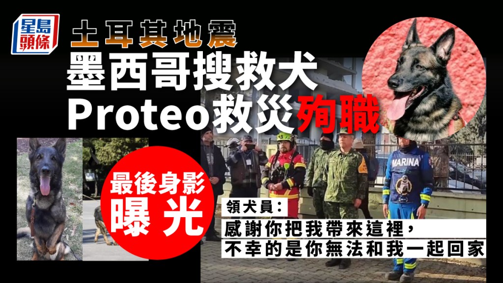 墨西哥搜救犬Proteo土耳其救災殉職。