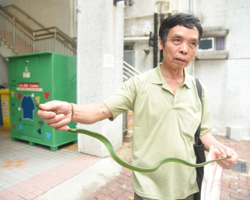 「蛇王何」指，青蛇属无毒品种，但会咬人。