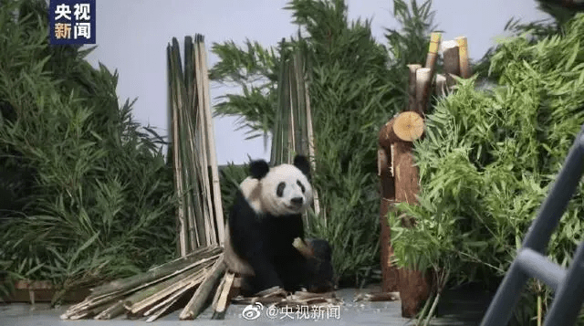 大熊貓「丫丫」回到北京動物園大熊貓館。央視新聞