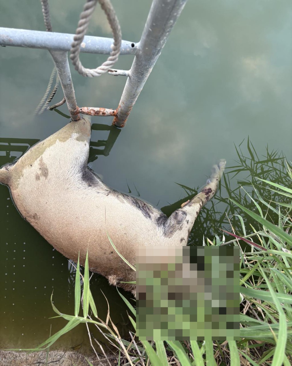 落馬洲料壆路近日有多隻狗離狗死亡。fb「Sai Kung Stray Friends Foundation」圖片