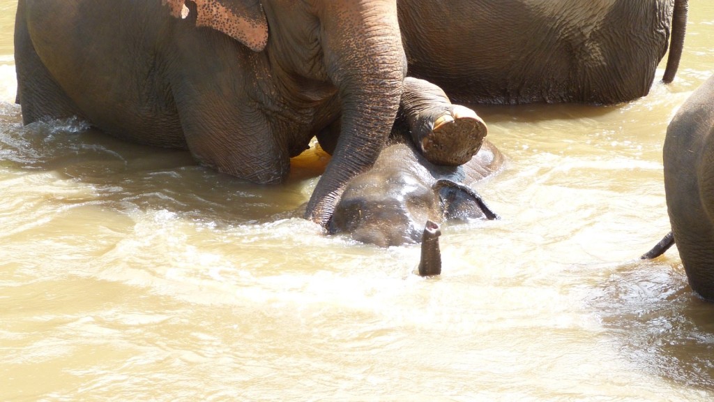 大象能夠游泳，平常喜歡到河裏嬉水。（FB@Elephant Nature Park）