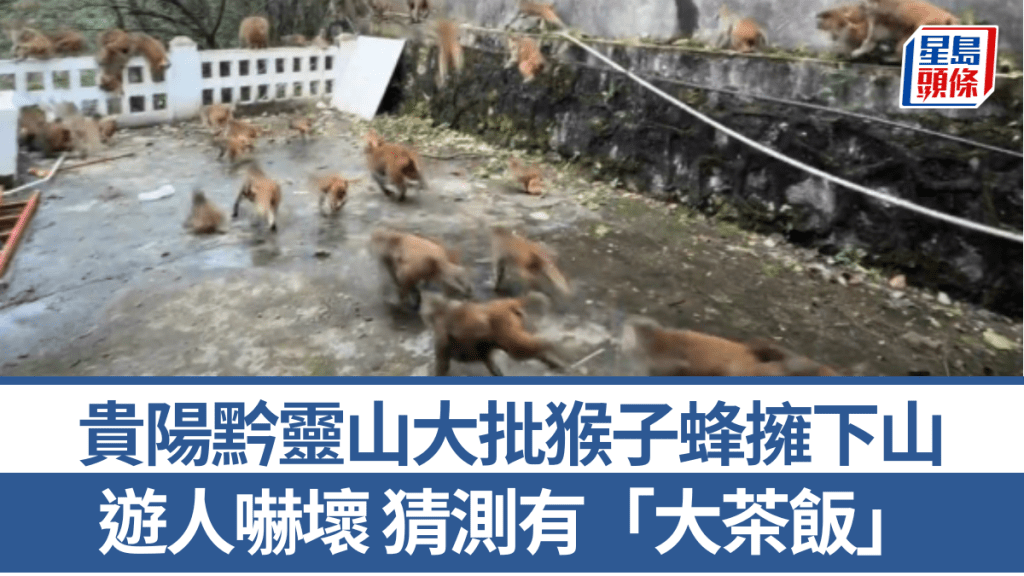 大批猴子往山下跑去。極目新聞