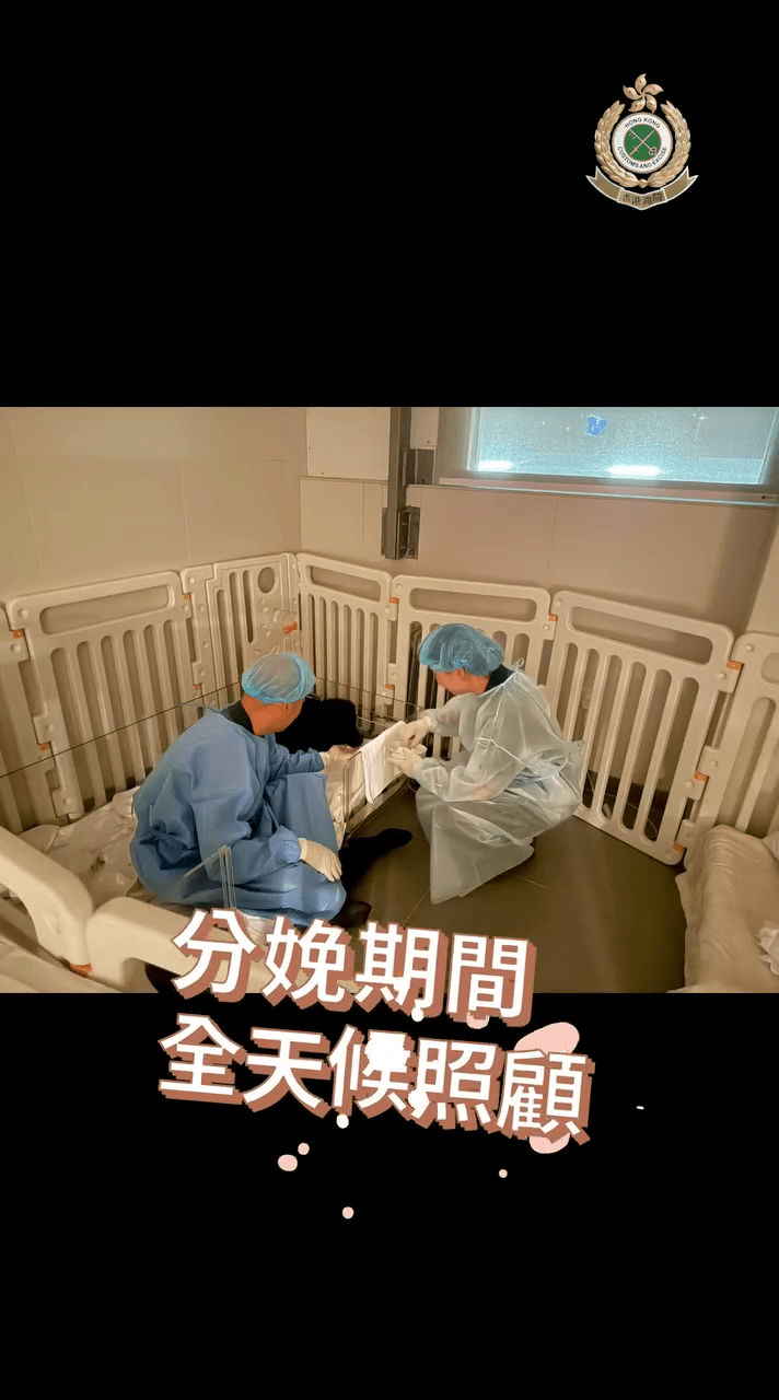 關員生產期間及之後，人員更全天候24小時悉心照顧媽媽與幼犬。