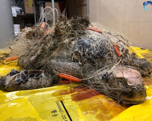 綠海龜被重約3.5公斤的漁網纏繞。海洋動物影像解剖研究小組FB圖片