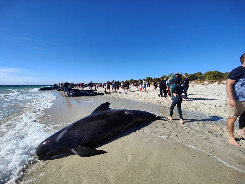 160多条领航鲸搁浅西澳海岸。 路透社