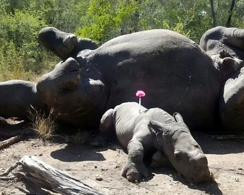白犀牛宝宝被发现时身上插著盗猎者留下的飞镖，伴在母尸旁。 网图