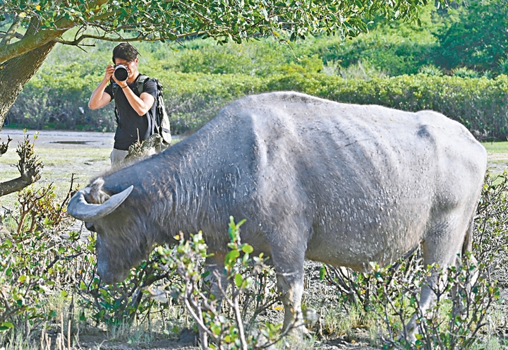 水牛與人類的距離很接近，拍攝時切忌打擾牠們。