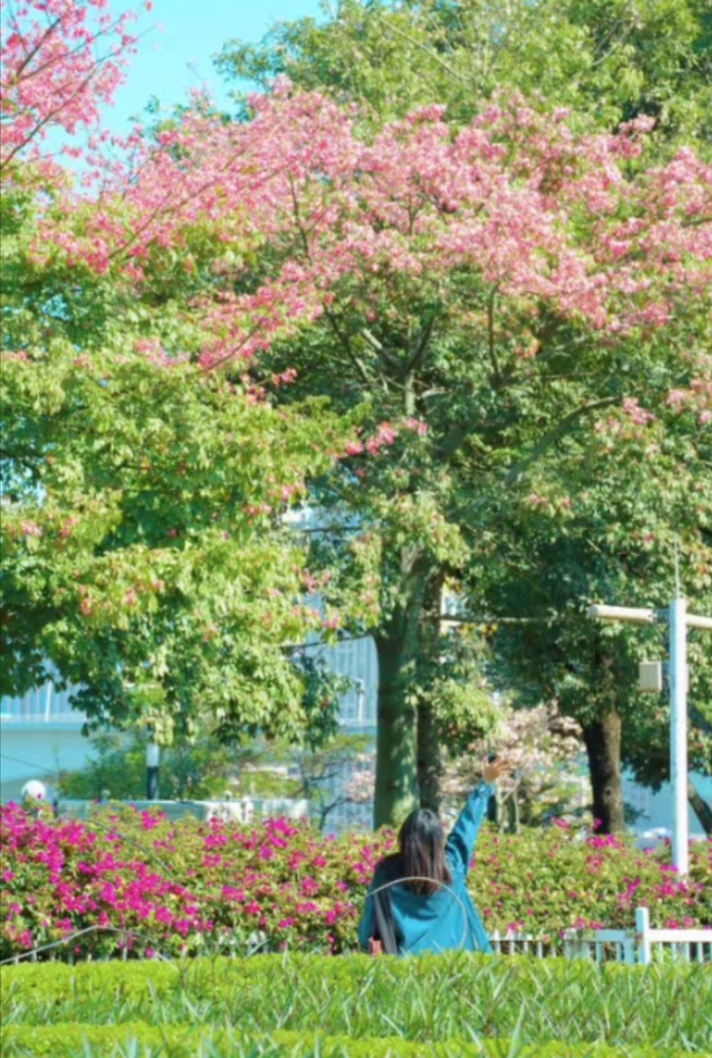 广州会展东路是赏秋好去处，异木棉令人眼前一亮。(图片来源：小红书@梁开心)