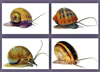 浸大今次研究的四個蘋果螺科物種，包括Pomacea canaliculata（左上起順時針）、Pomacea maculata、Lanistes nyassanus和Marisa cornuarietis。
　　