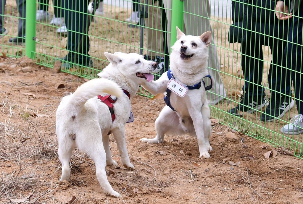  两只丰山犬已经成功到了光州牛峙动物园，未来将由动物园抚养。