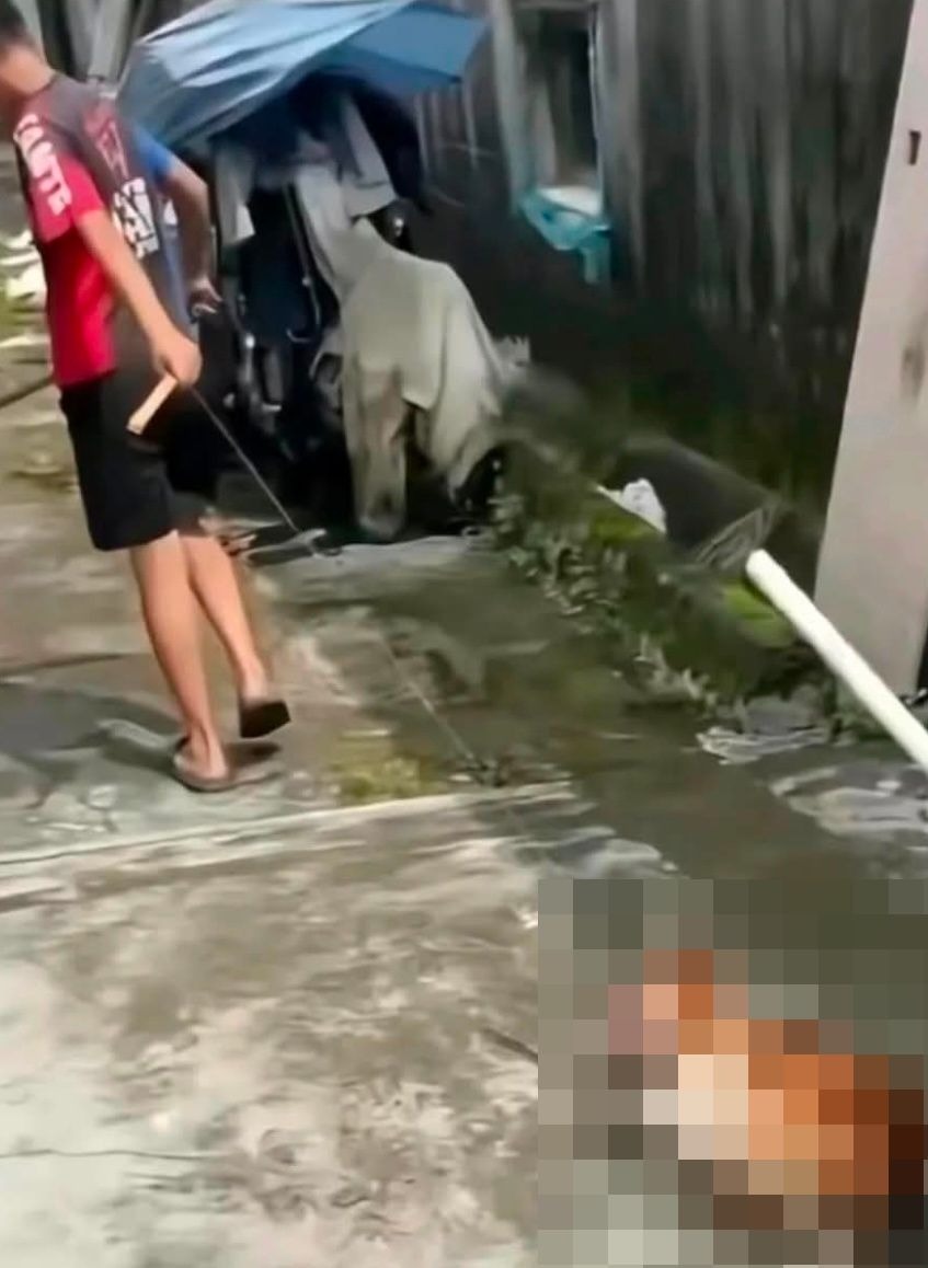 揭陽虐狗案引起全國關注。網上圖片 揭陽虐狗案引起全國關注。網上圖片