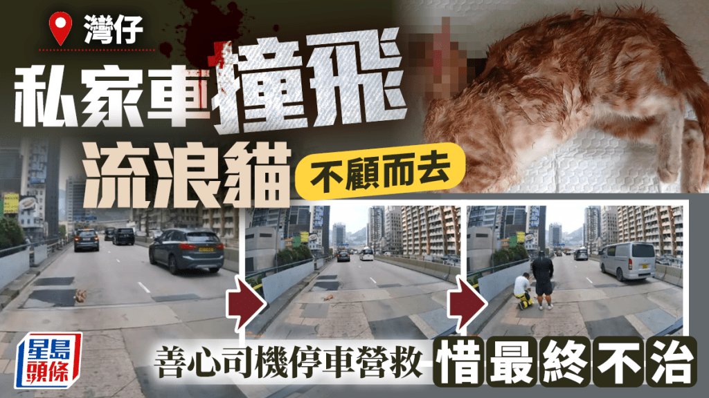 灣仔私家車撞斃流浪貓後不顧而去 熱心司機停車營救 警接報案調查