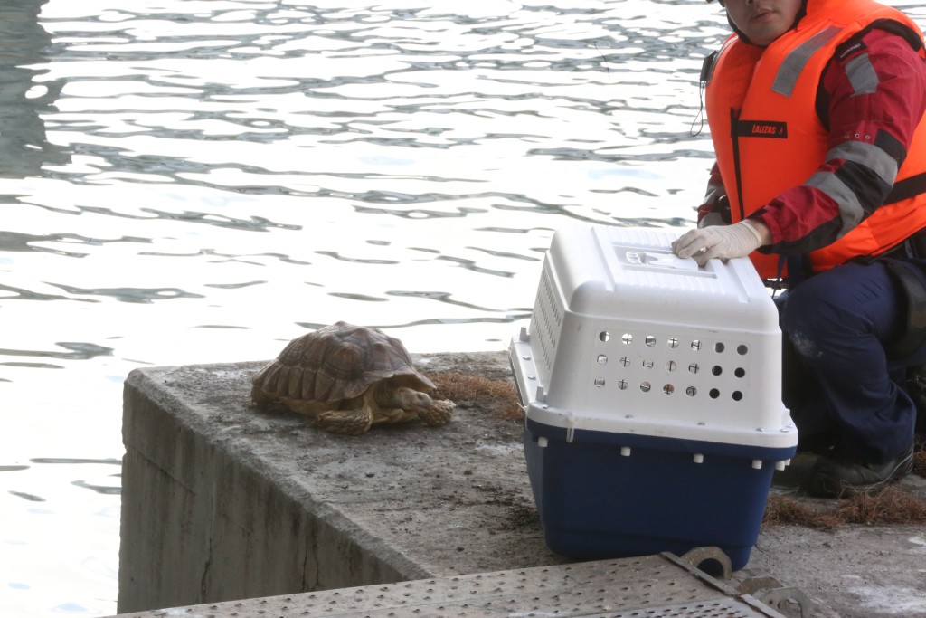 陸龜為一隻盾臂龜,身長約30厘米,已經死亡。 陸龜為一隻盾臂龜,身長約30厘米,已經死亡。
