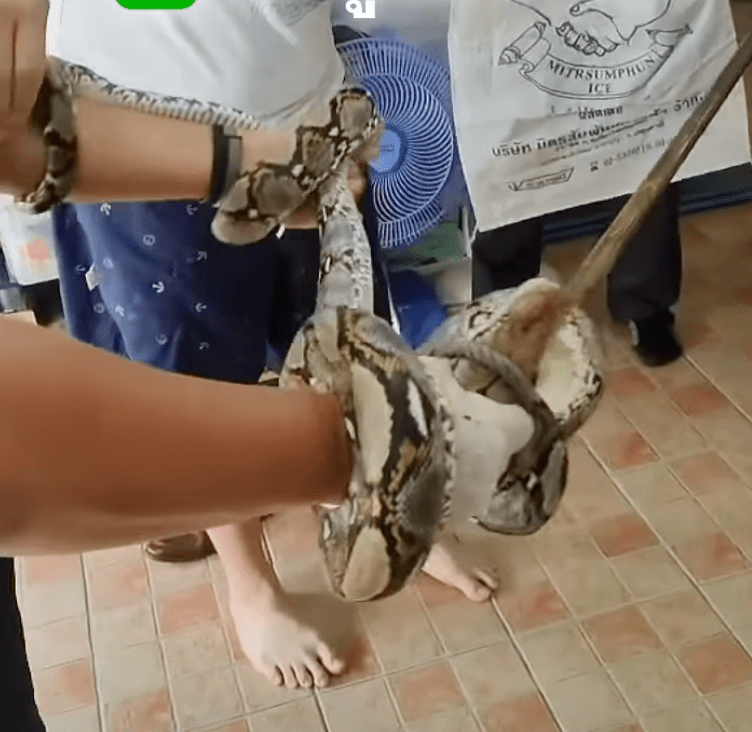 救援人员翌日早上上门捉蛇。