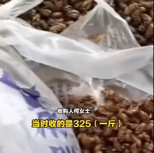 何女士聲稱向老人購入的蟬蛻，八成被塞入石粒呃秤。大象新聞