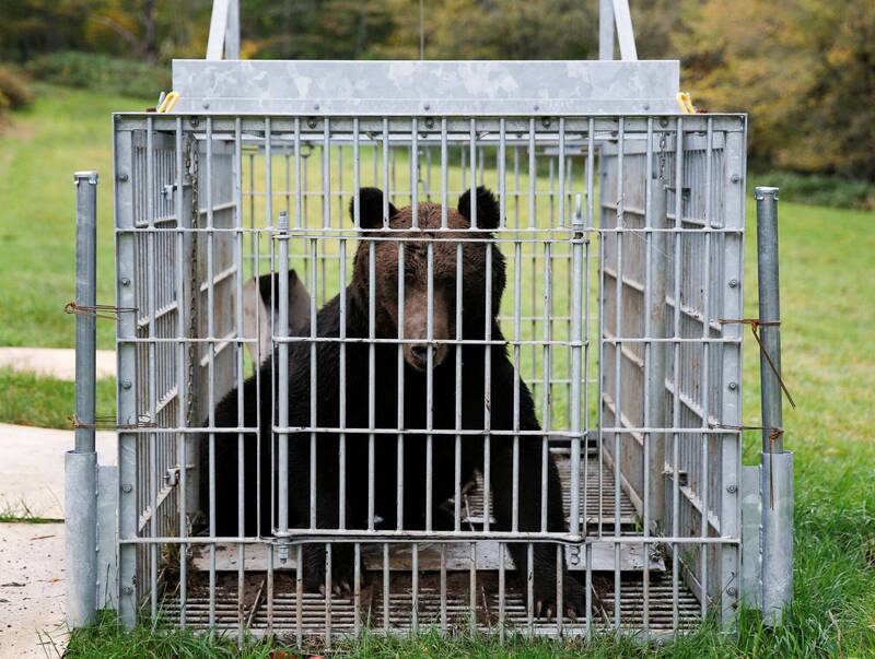 日本各地熊出沒事件頻傳,不時有野熊落網。路透社 日本各地熊出沒事件頻傳,不時有野熊落網。路透社