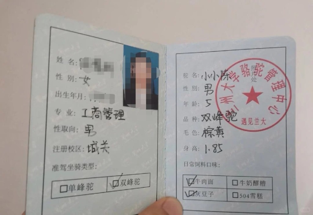 蘭州大學的駱駝駕駛證。小紅書@奈落。 蘭州大學的駱駝駕駛證。小紅書@奈落。