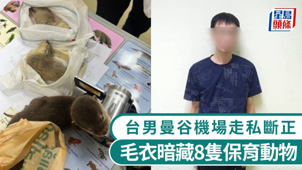 台男曼谷機場走私斷正，毛衣偷藏8隻保育動物。